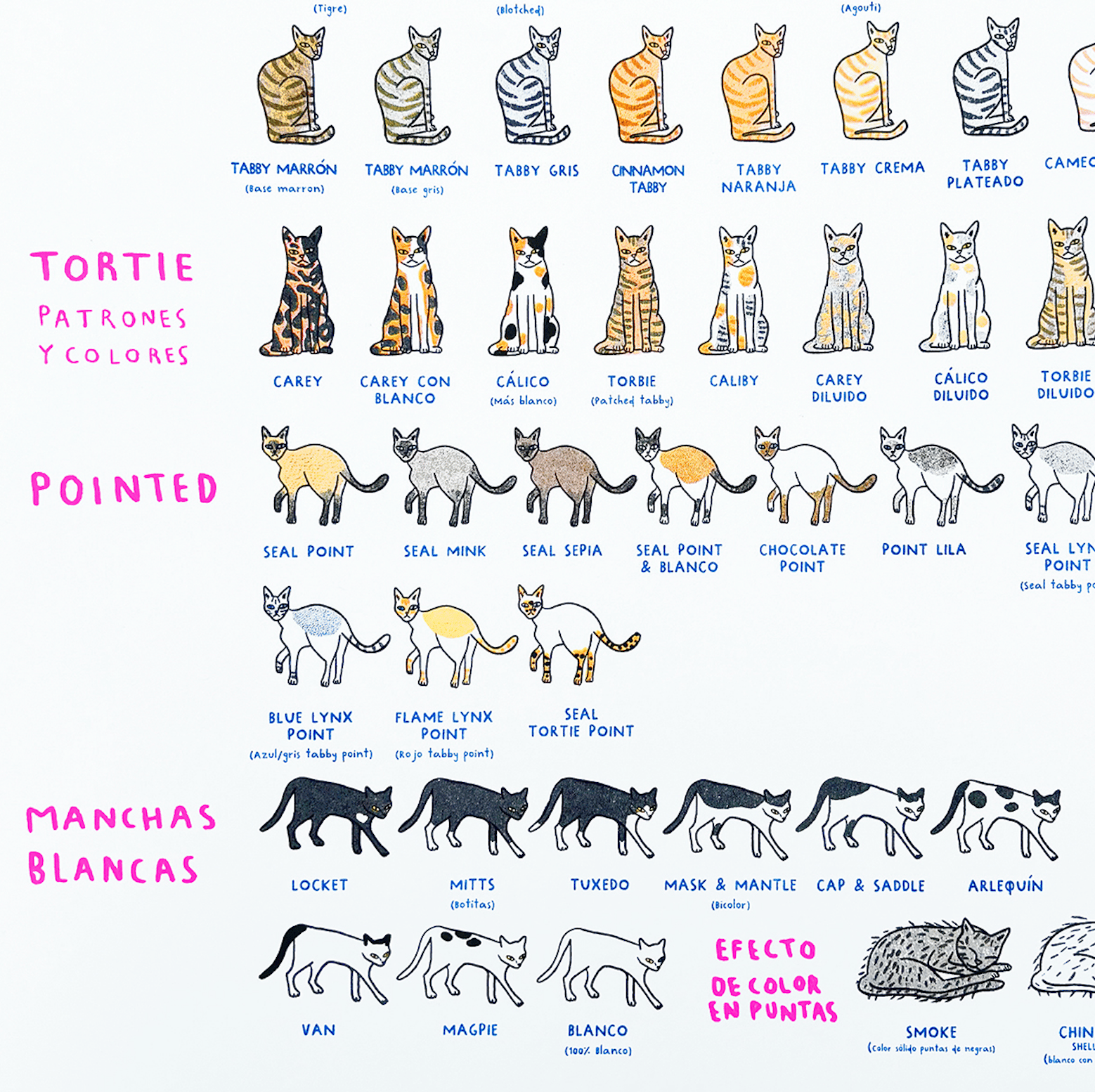 Print Colores en Gatos